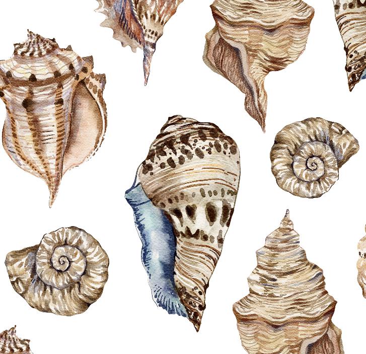 Seashells-PAMPA Wallcoverings